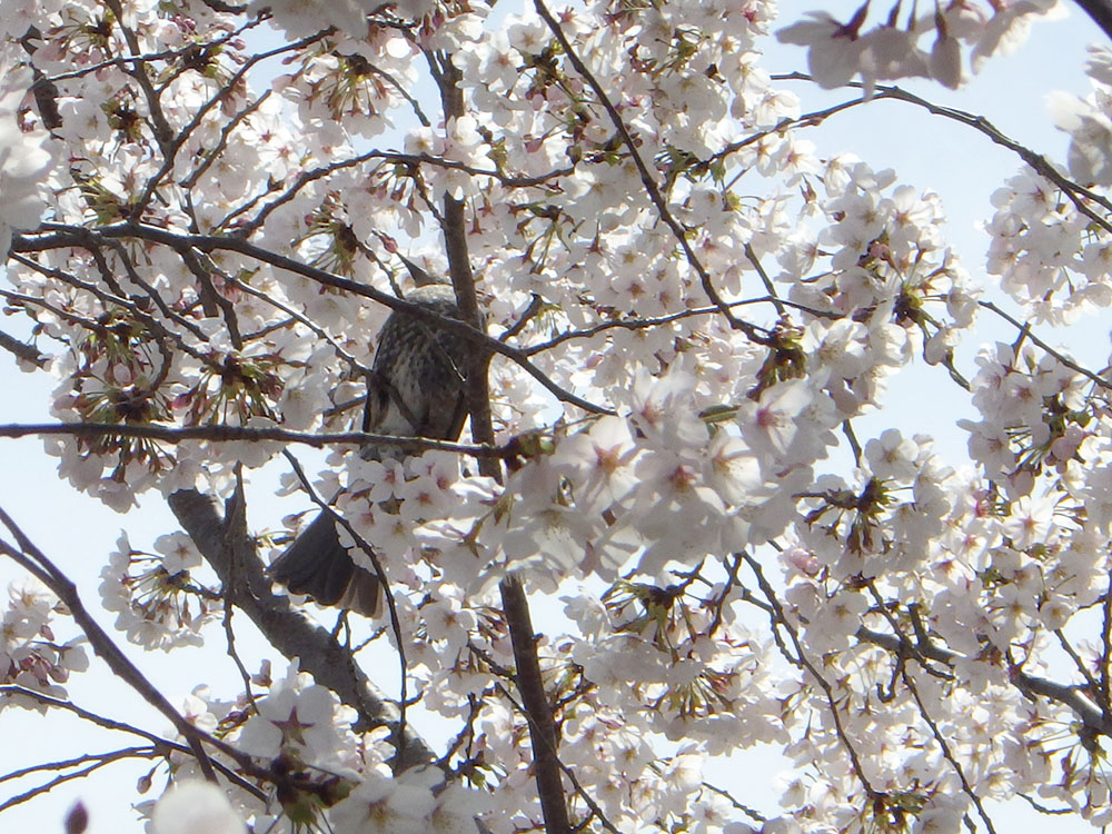 桜とヒヨドリ花の蜜 滋賀県希望が丘文化公園