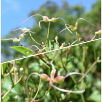 センニンソウ(痩果)