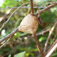 オオカマキリの卵鞘