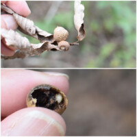 コナラのどんぐりとハイイロチョッキリの幼虫
