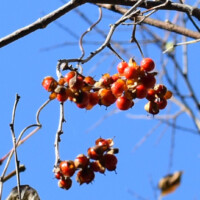 ツルウメモドキ