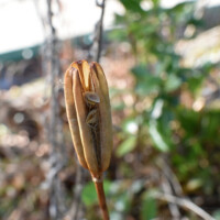 タカサゴユリ(種)