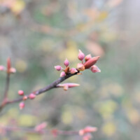 クロモジの冬芽