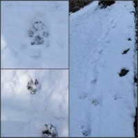 なんの足跡?その2