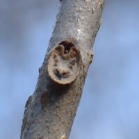 クサギ(葉痕)