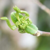 マユミの芽吹き