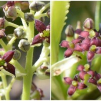 アオキ雌雄花