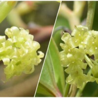 サルトリイバラ(雌雄花)