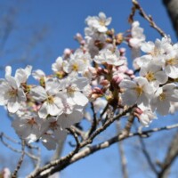 サクラ咲く