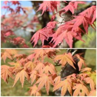 春の紅葉