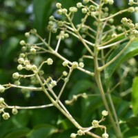 ゴンズイの花