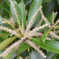 マテバシイの雌雄花