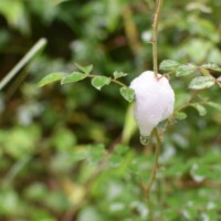 アワフキムシの泡の巣