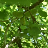 ミツバアケビの実