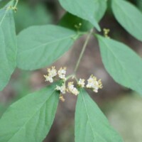 シロシキブの花?