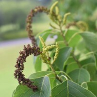 ナンキンハゼの花