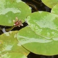ジュンサイの花
