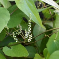 ヤマノイモ 雄花