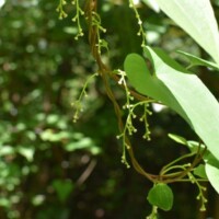 ヤマノイモ 雌花